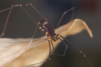 Media type: image;   Invertebrate Zoology 31589